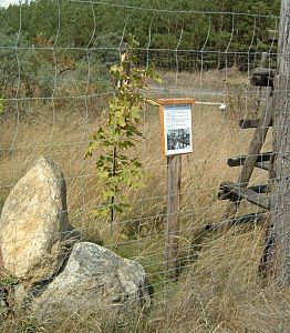 Gedenktafel und junger Baum auf rekultivierter Tagebaufläche