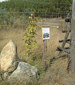 Gedenktafel und junger Baum auf rekultivierter Tagebaufläche Gedenktafel und junger Baum auf rekultivierter Tagebaufläche